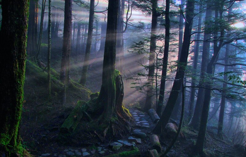 Sunlight through a misty forest