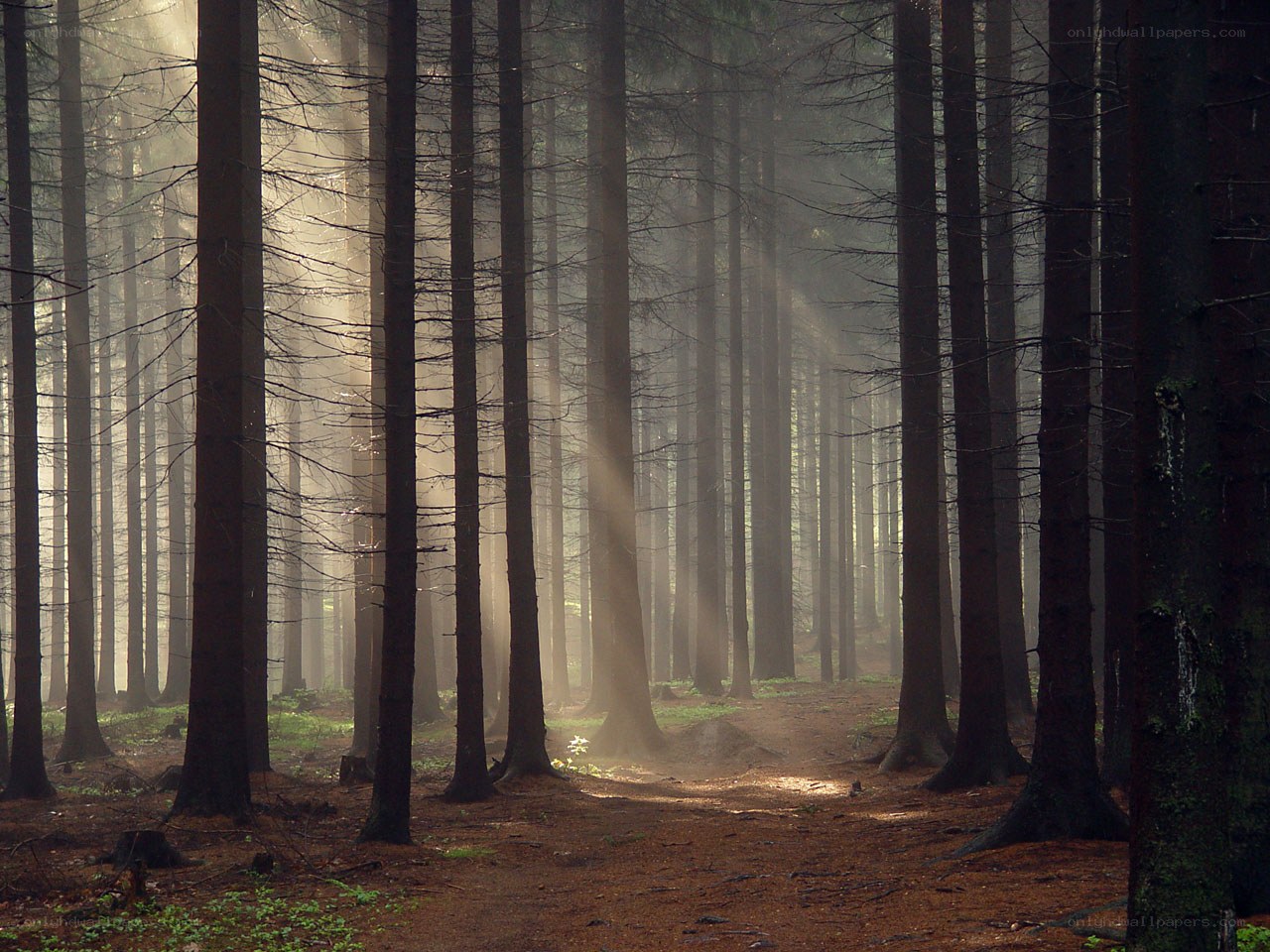 Sunlight through a misty forest