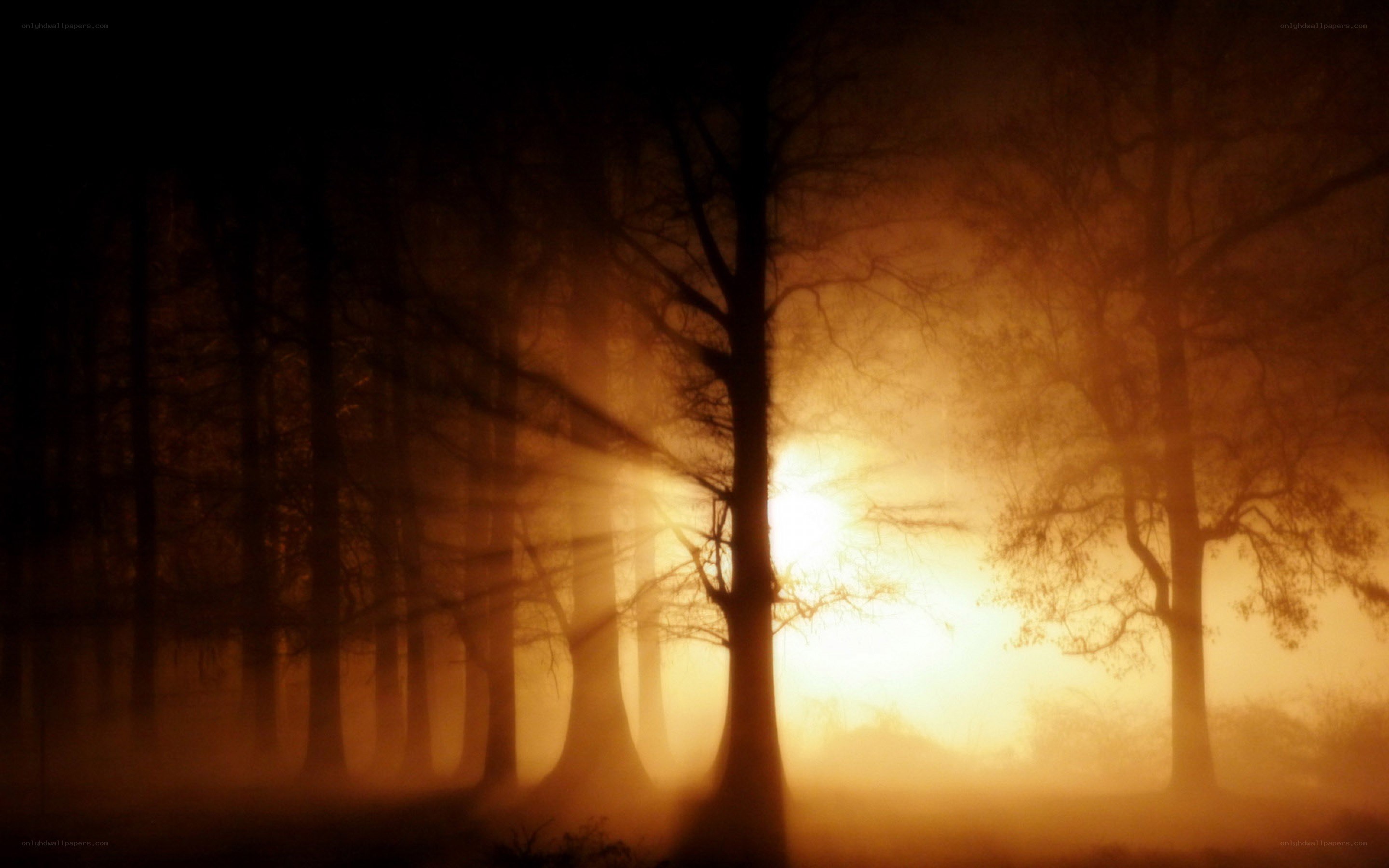 Sunlight through a misty forest