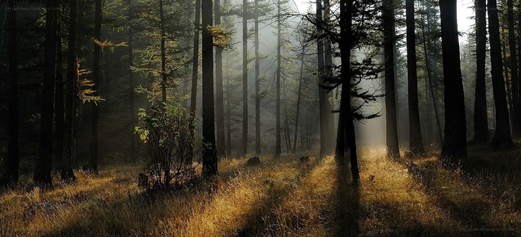 Sunlight through a misty forest