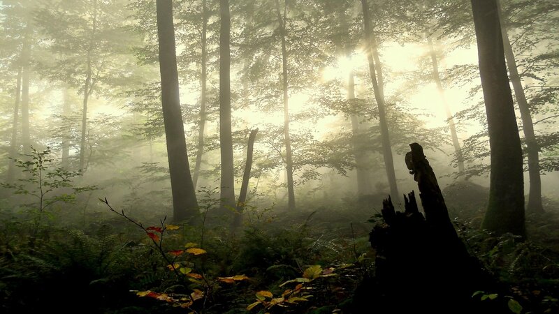 Sunlight through a misty forest