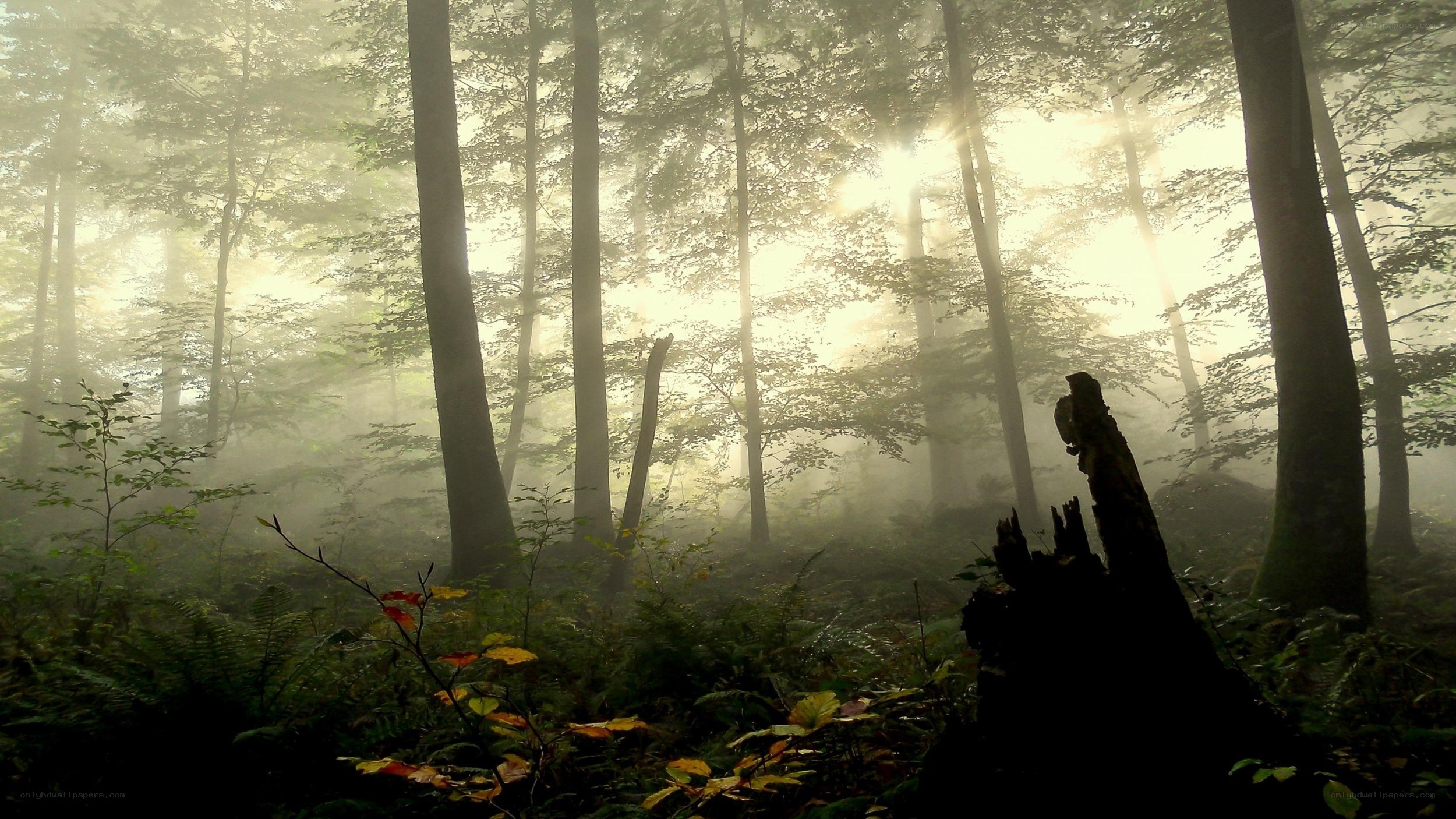 Sunlight through a misty forest