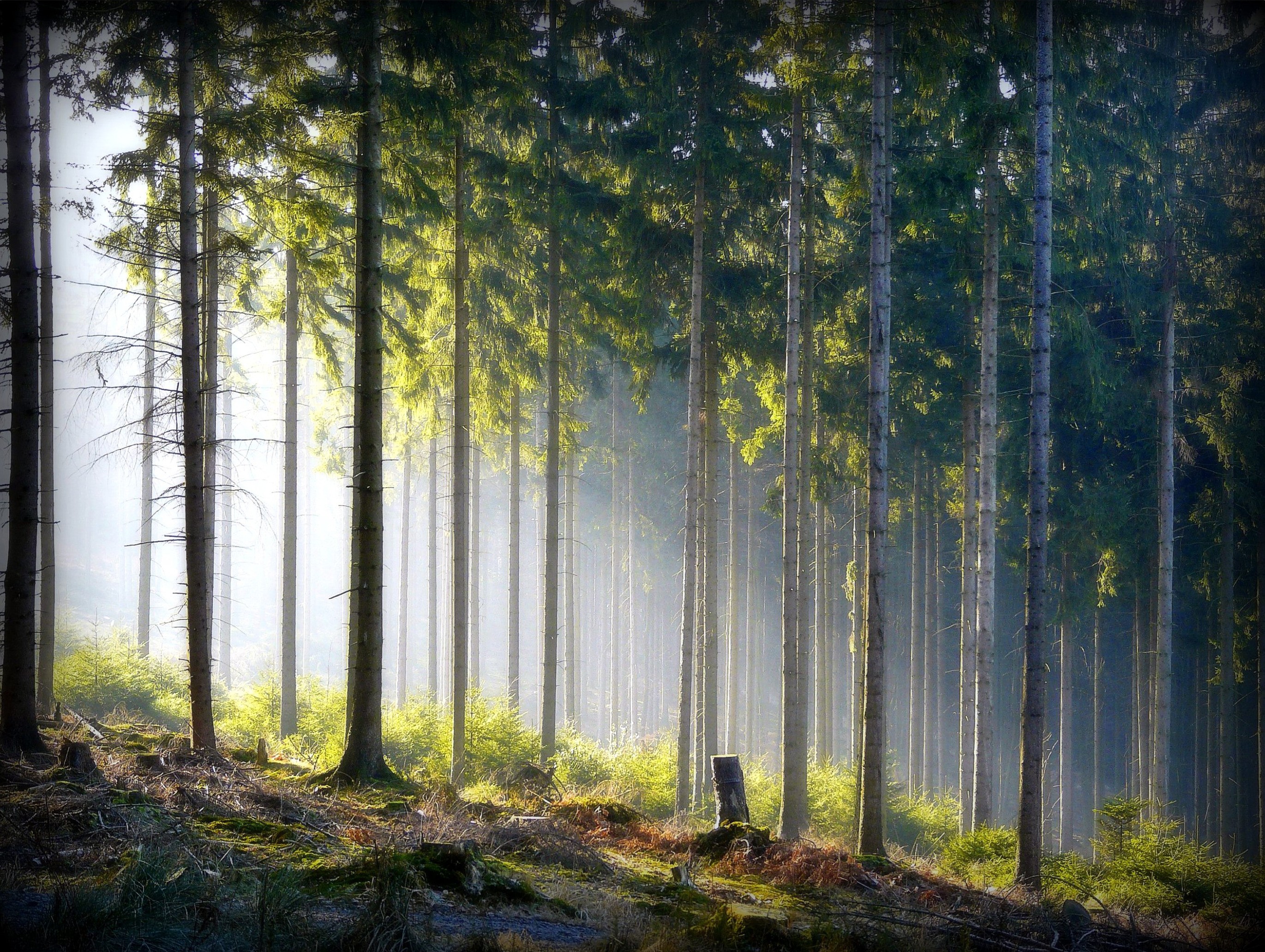 Sunlight through a misty forest