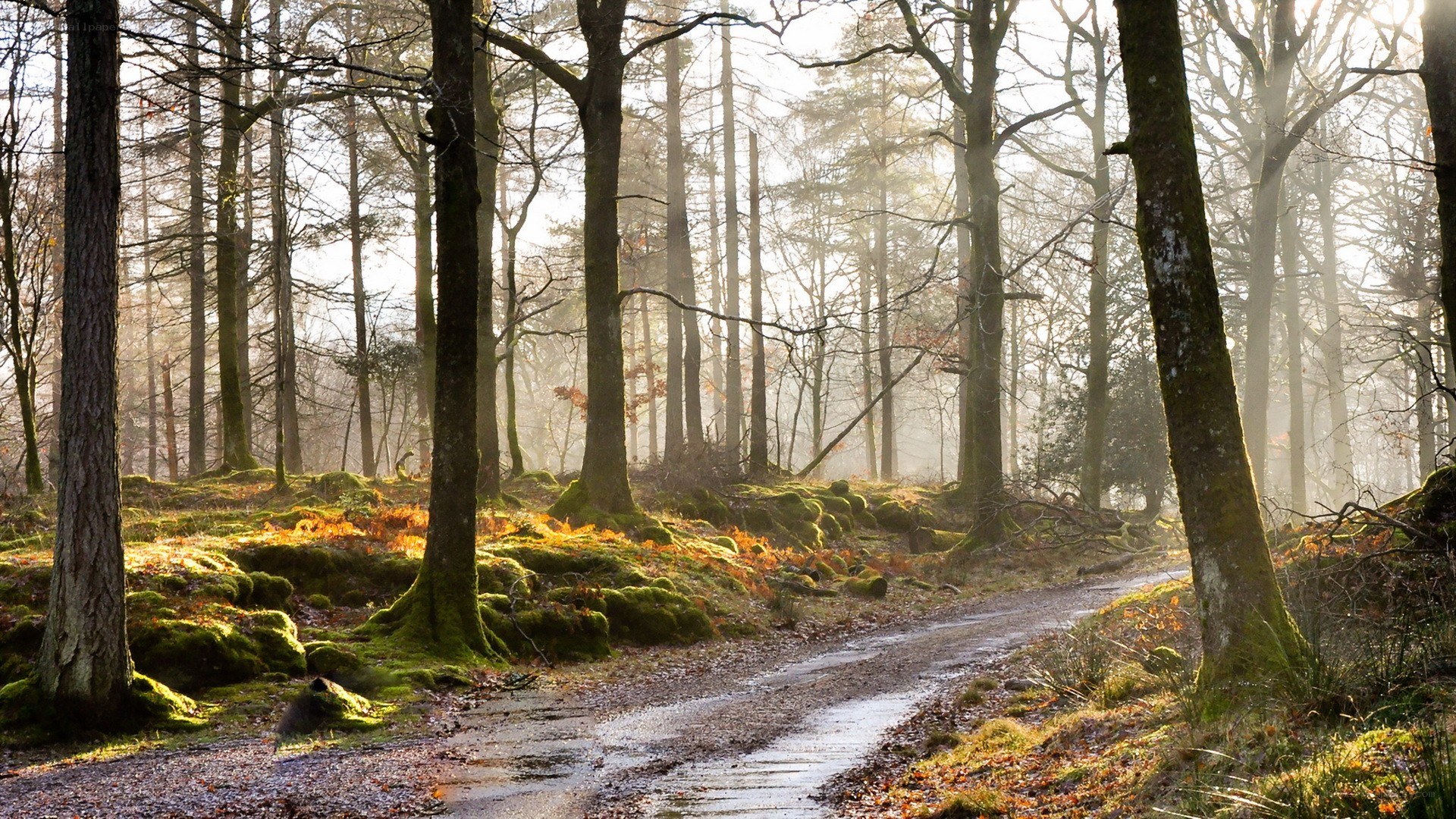 Sunlight through a misty forest