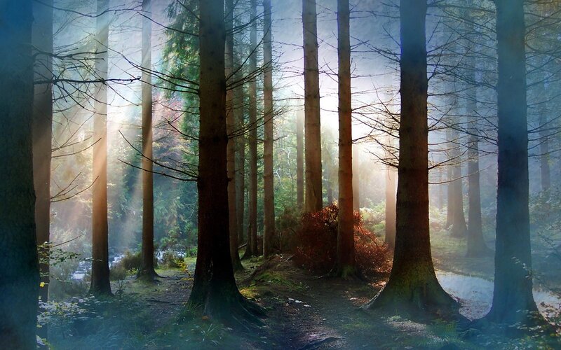 Sunlight through a misty forest