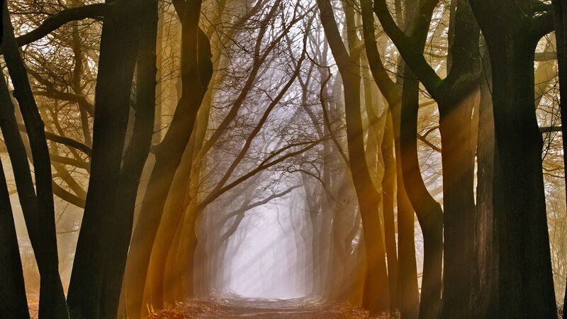 Sunlight through a misty forest