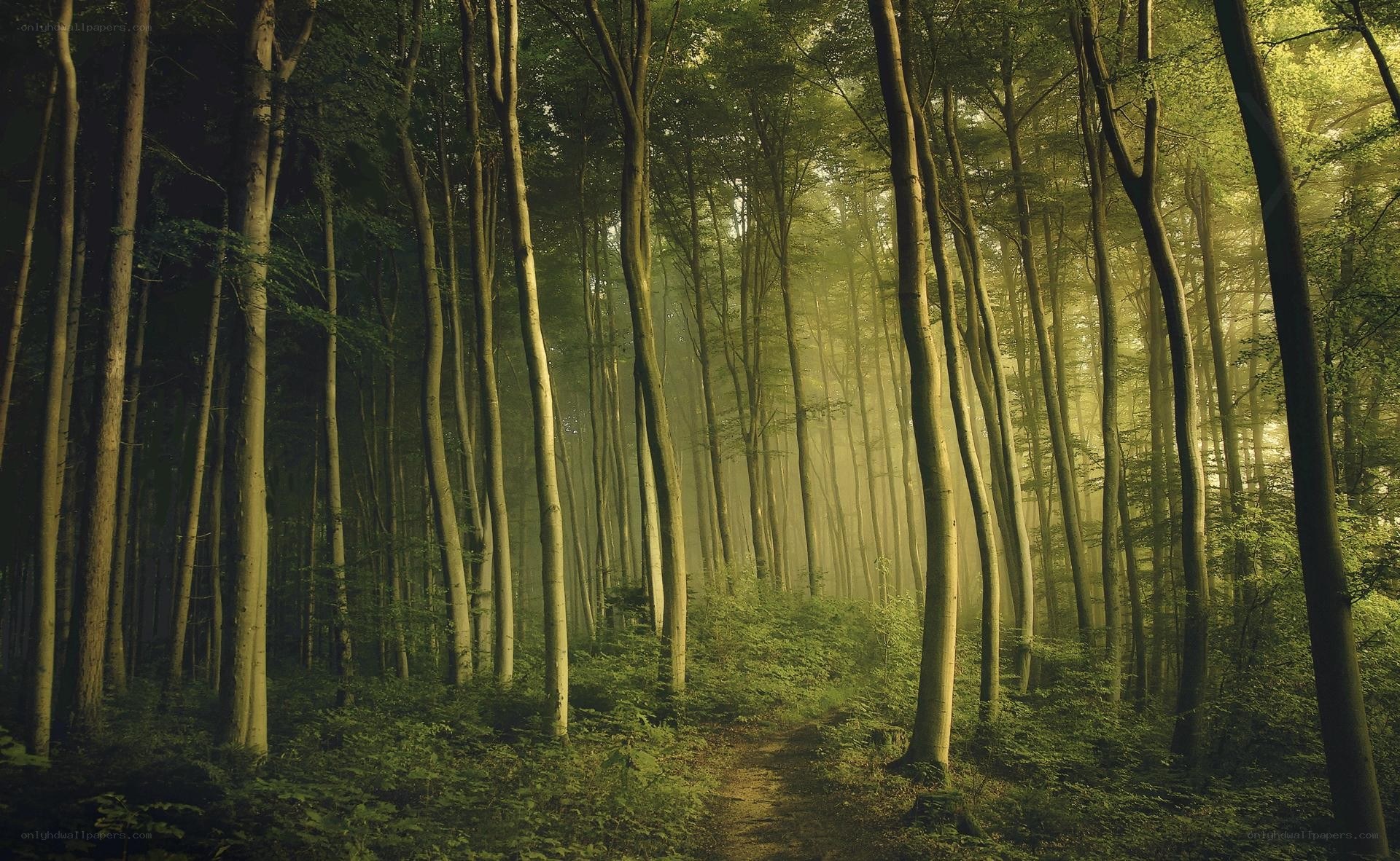 Sunlight through a misty forest