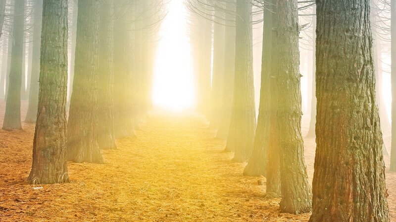 Sunlight through a misty forest