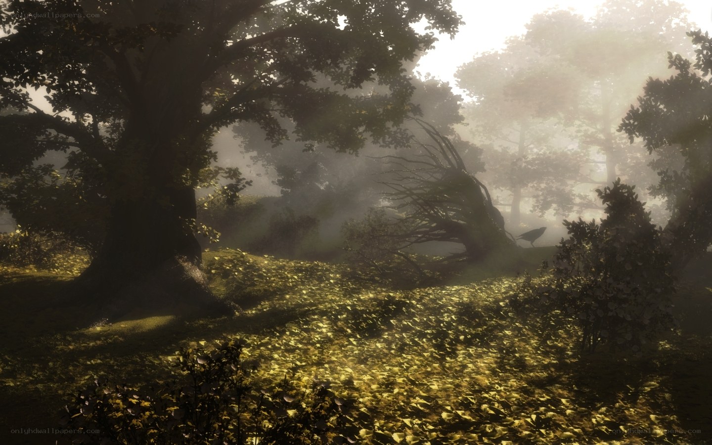 Sunlight through a misty forest