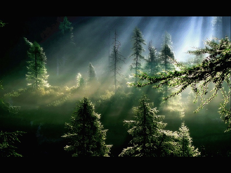 Sunlight through a misty forest