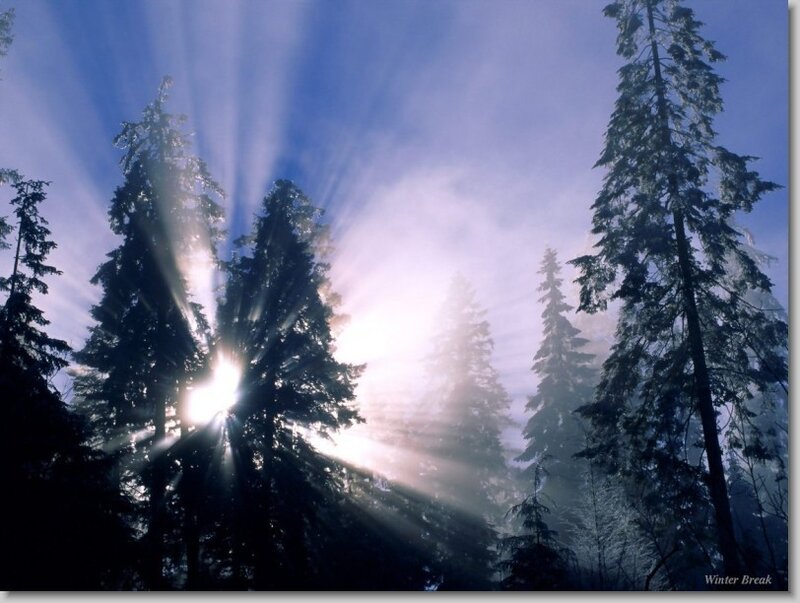 Sunlight through a misty forest