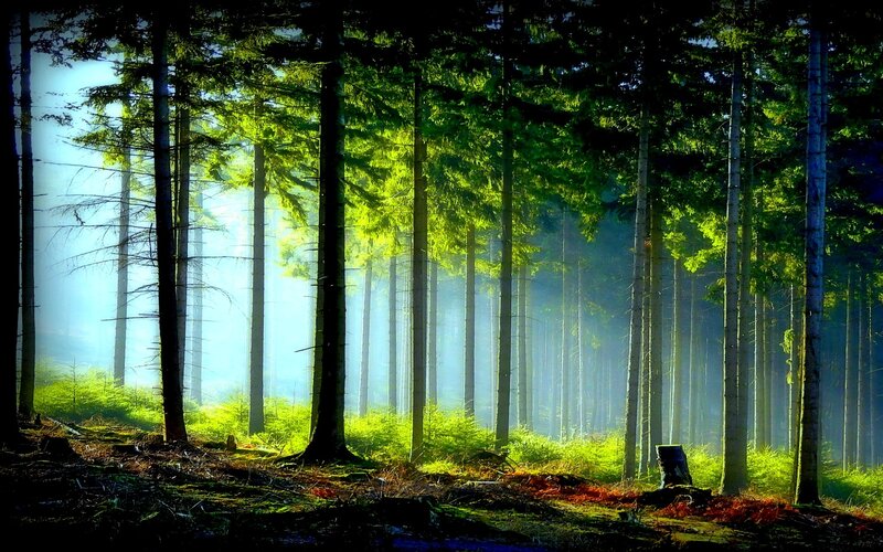 Sunlight through a misty forest