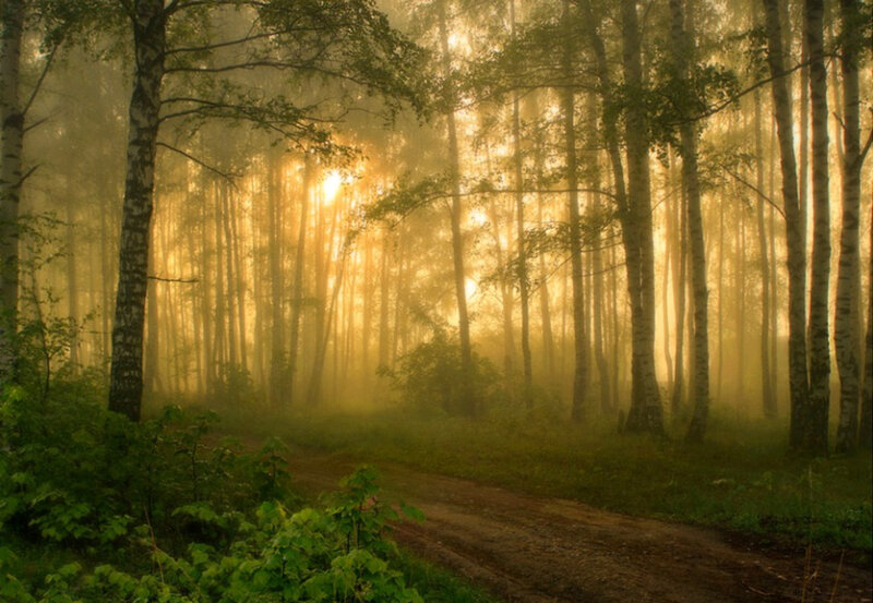 Sunlight through a misty forest