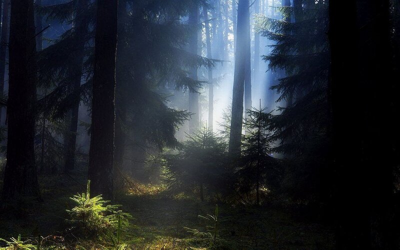 Sunlight through a misty forest