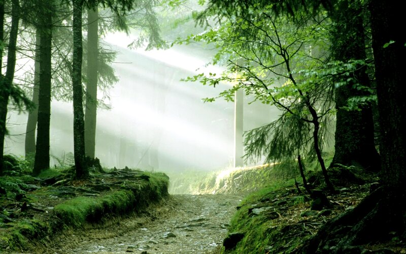 Sunlight through a misty forest