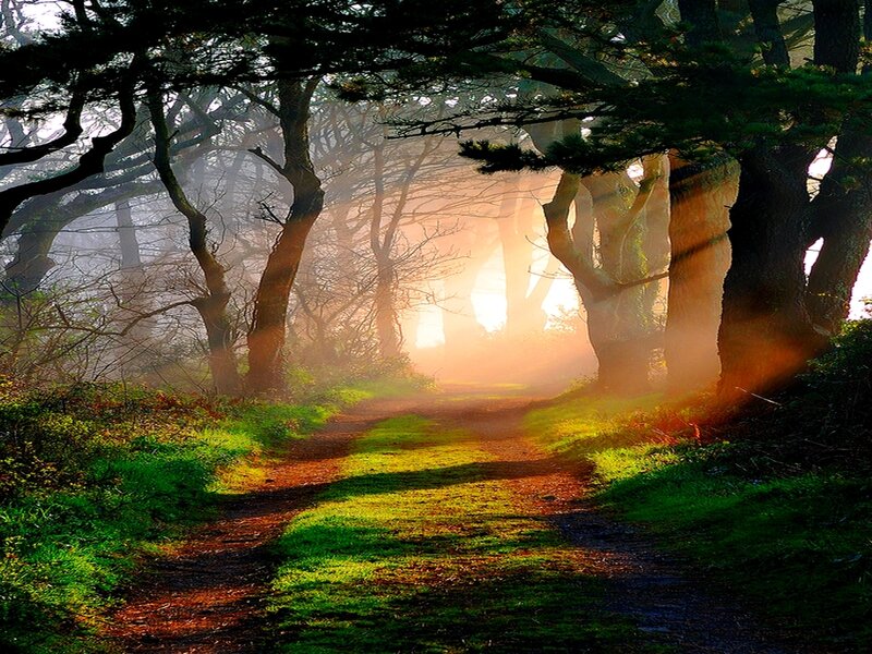 Sunlight through a misty forest path