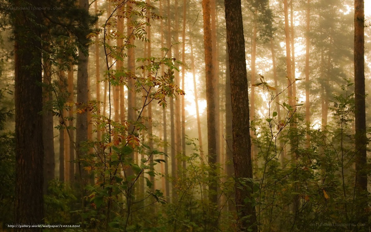 Sunlight through a misty forest