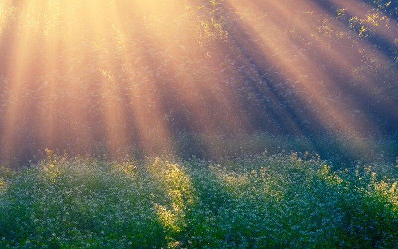 Sunlight through a misty meadow