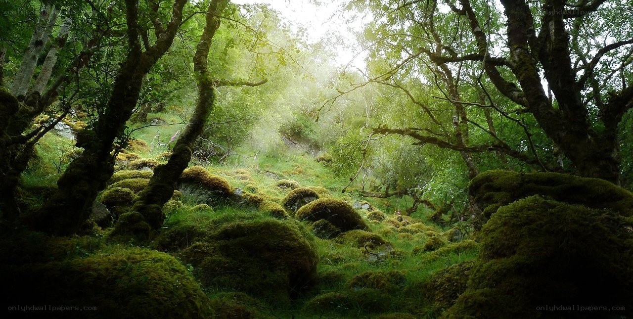 Sunlight through a mossy forest