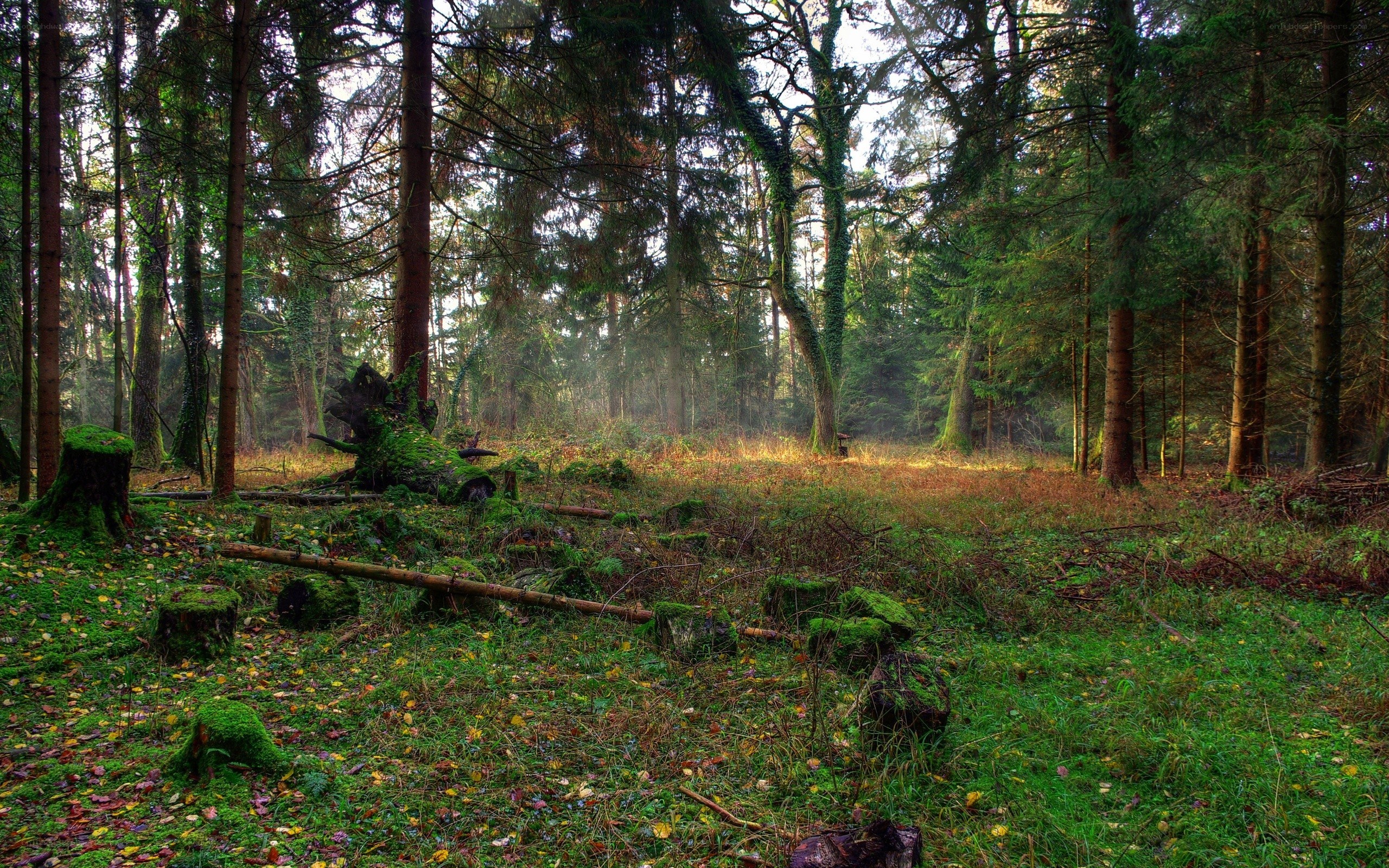 Sunlight through a mossy forest