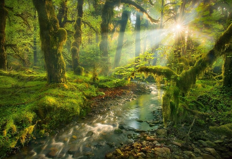Sunlight through a mossy forest