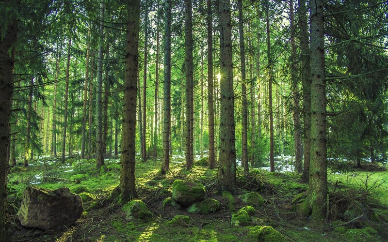 Sunlight through a mossy forest