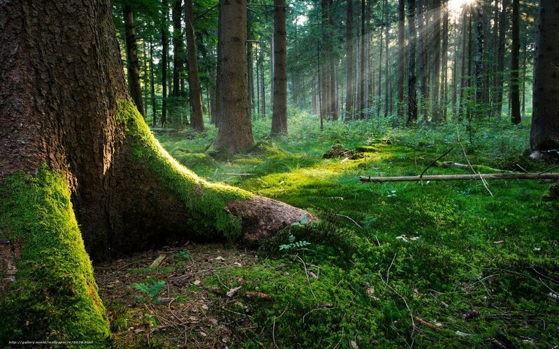 Sunlight through a mossy forest