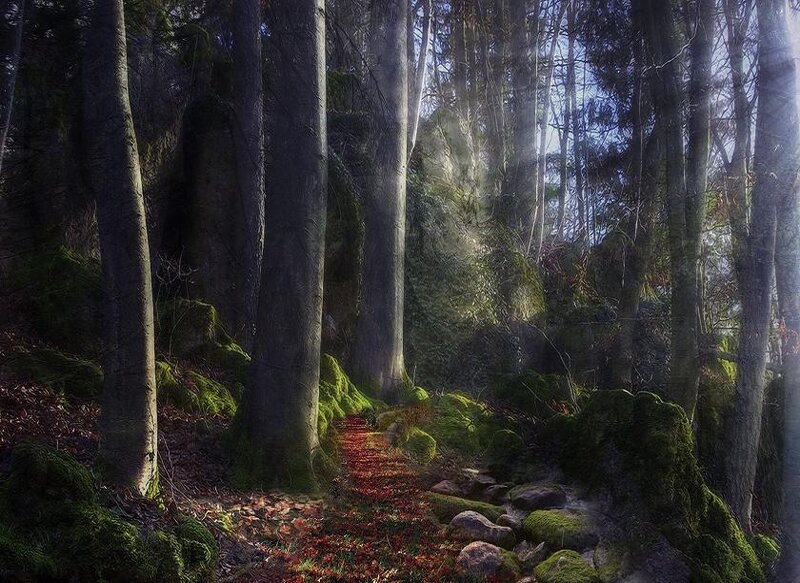 Sunlight through a mossy forest