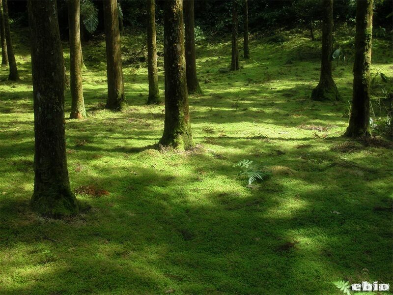 Sunlight through a mossy forest