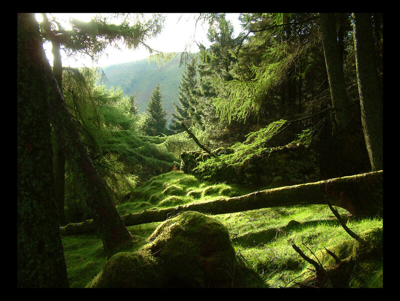 Sunlight through a mossy forest