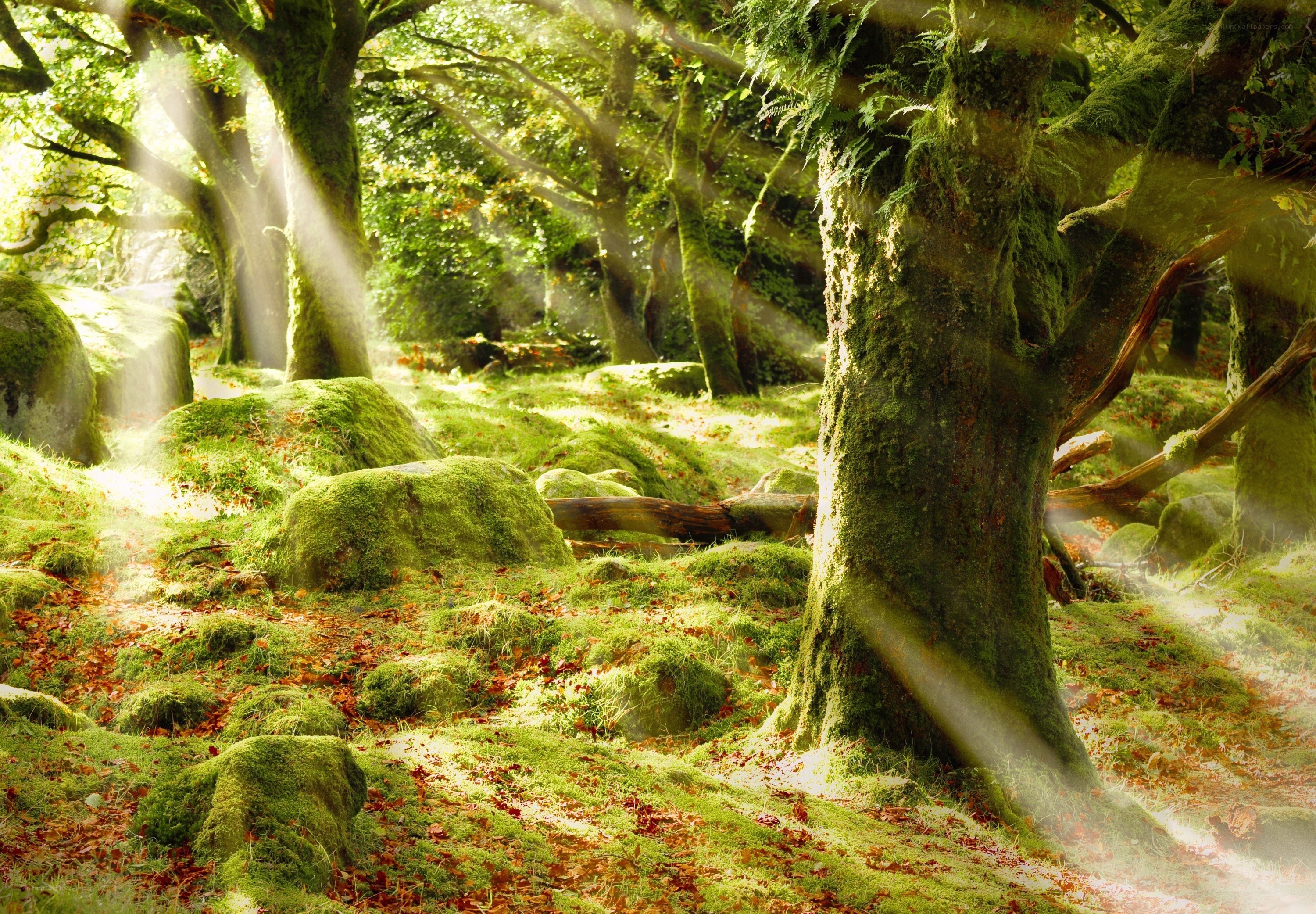 Sunlight through a mossy forest