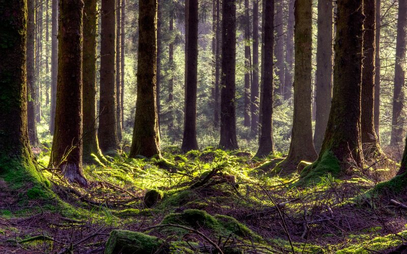 Sunlight through a mossy forest