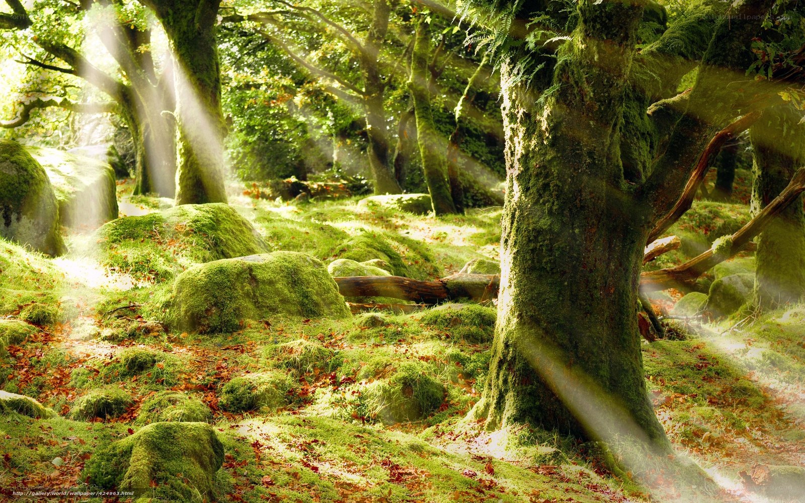 Sunlight through a mossy forest