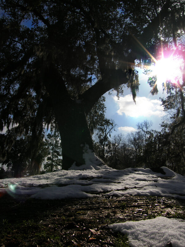 Sunlight through a mossy tree