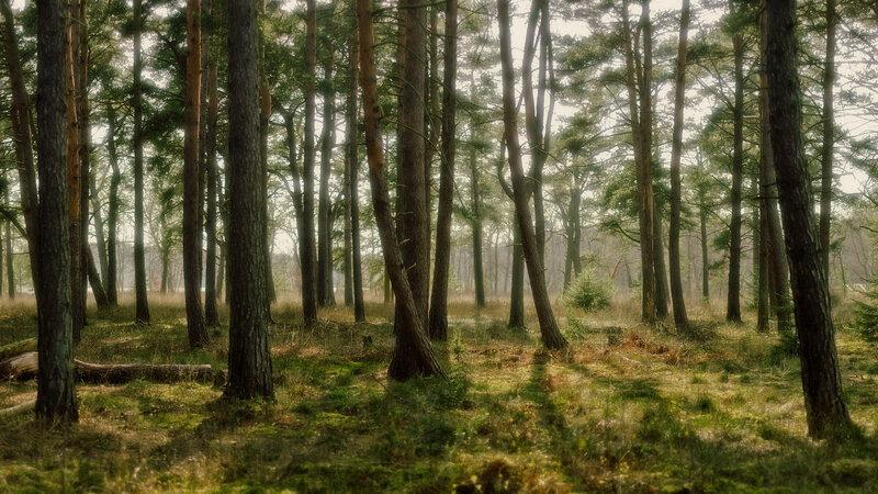Sunlight through a pine forest