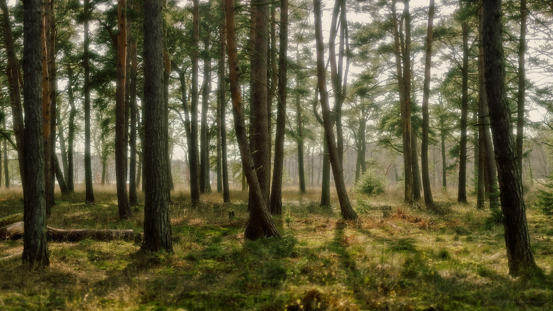 Sunlight through a pine forest