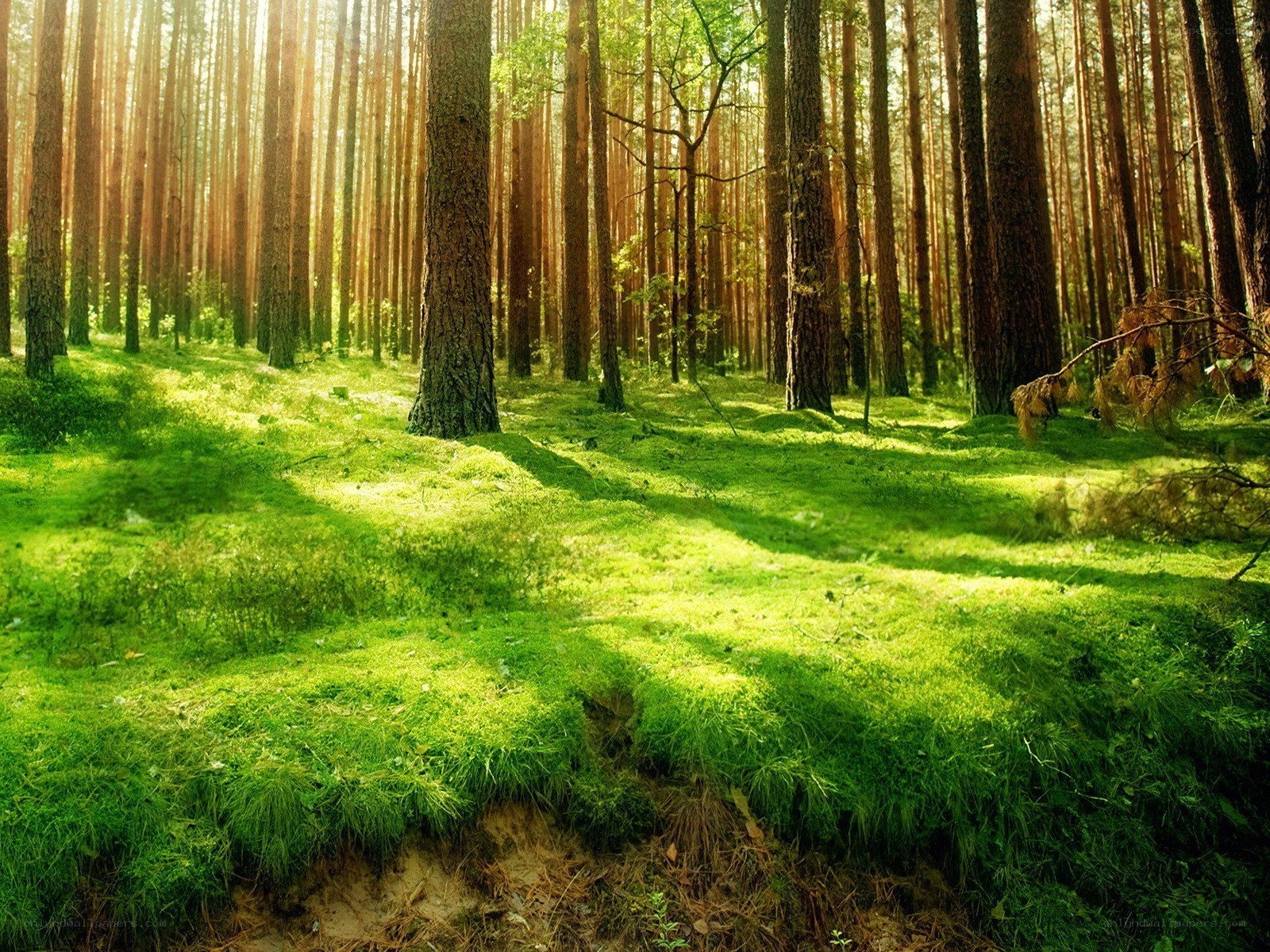 Sunlight through a pine forest