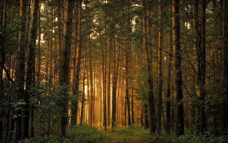 Sunlight through a pine forest