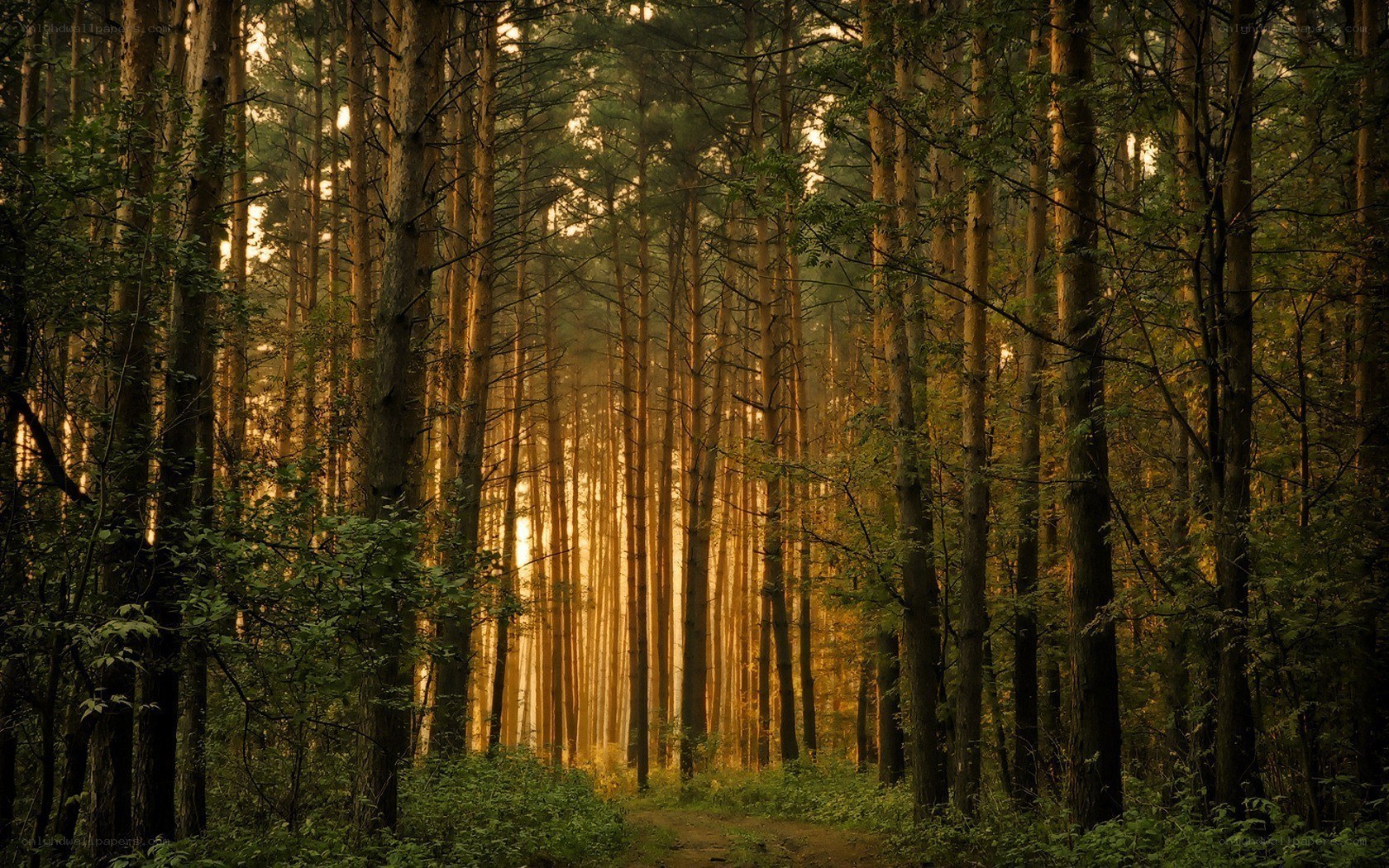 Sunlight through a pine forest