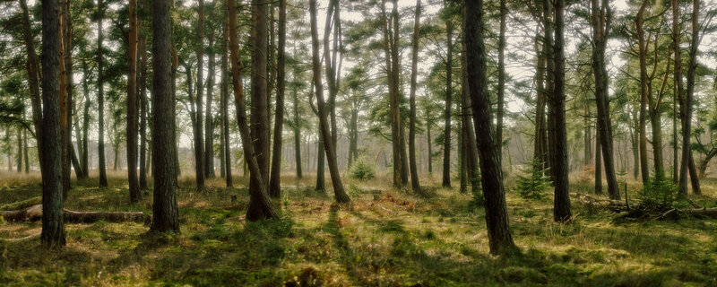 Sunlight through a pine forest