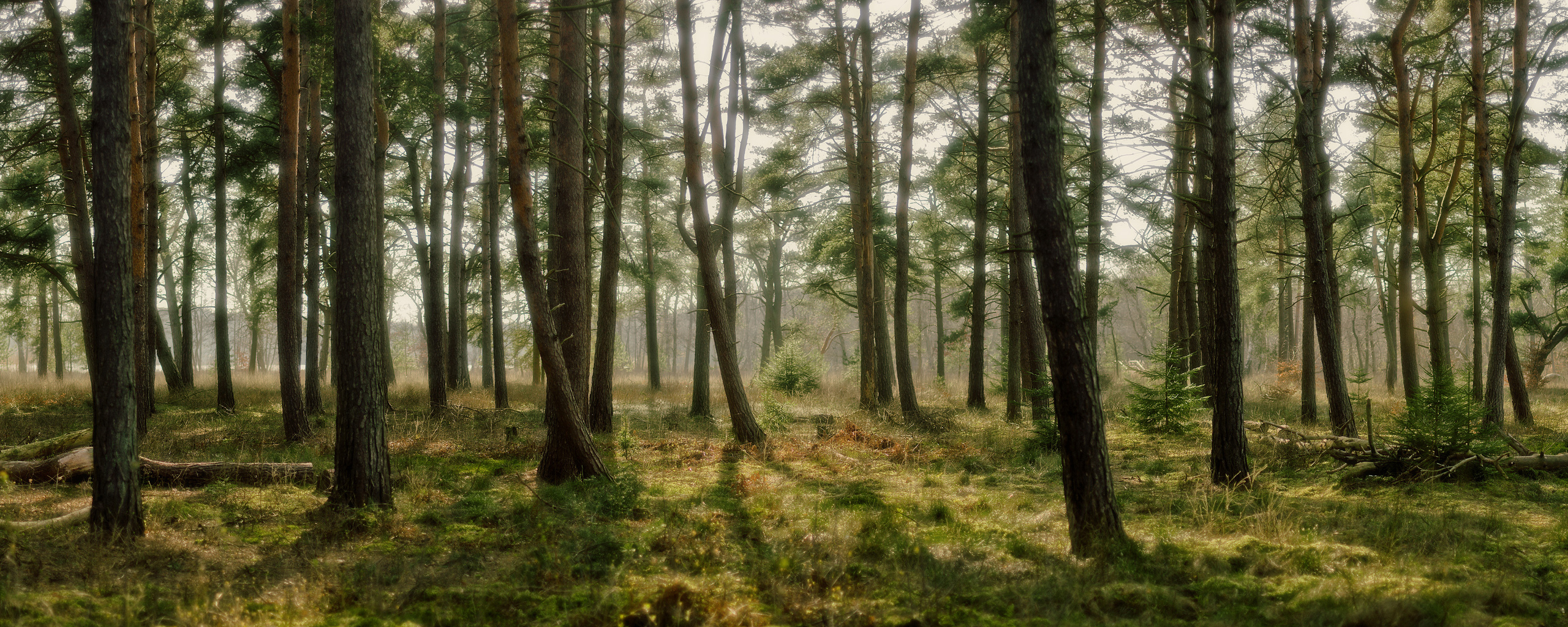 Sunlight through a pine forest