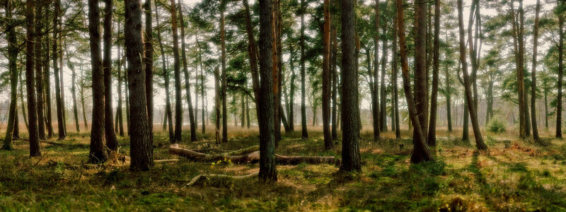Sunlight through a pine forest