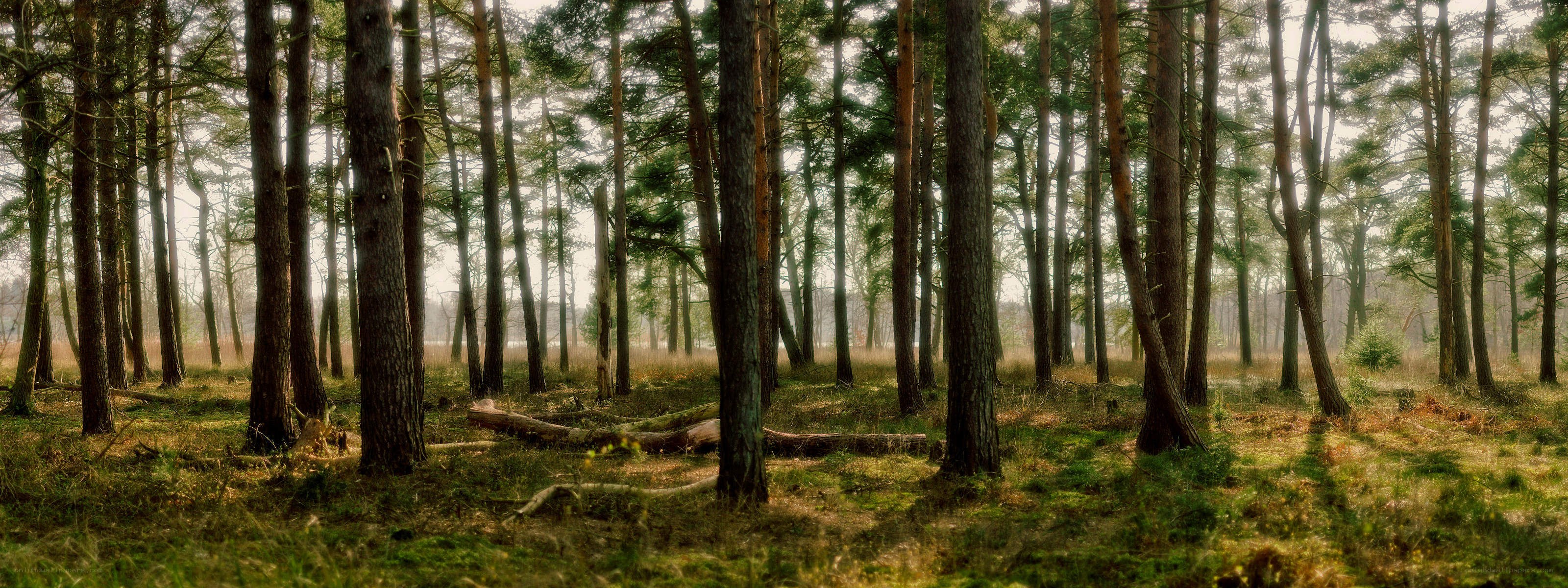 Sunlight through a pine forest