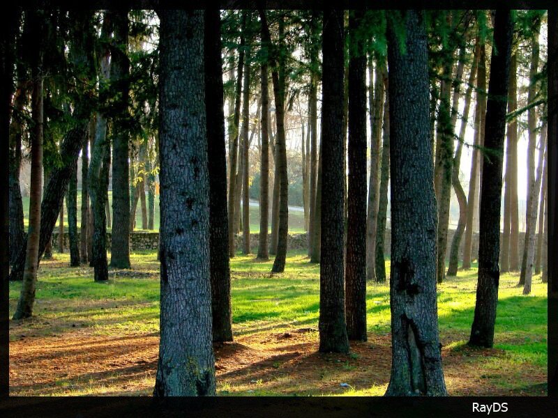 Sunlight through a pine forest