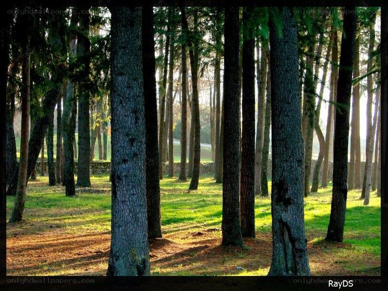 Sunlight through a pine forest