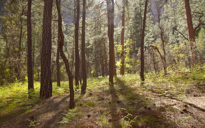 Sunlight through a pine forest
