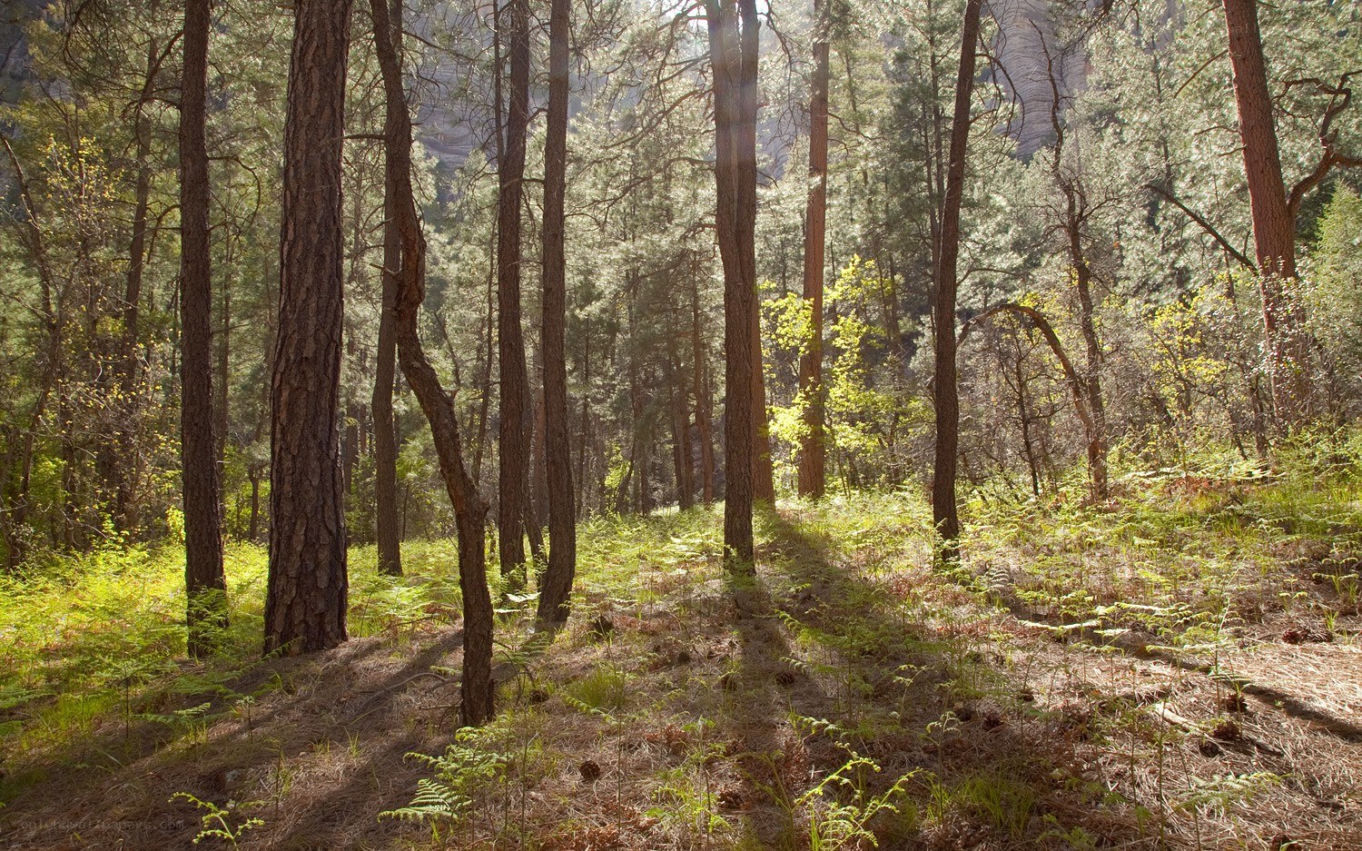 Sunlight through a pine forest