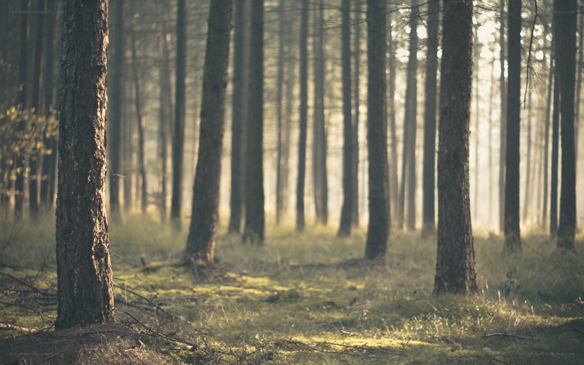 Sunlight through a pine forest