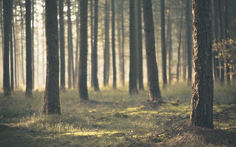 Sunlight through a pine forest