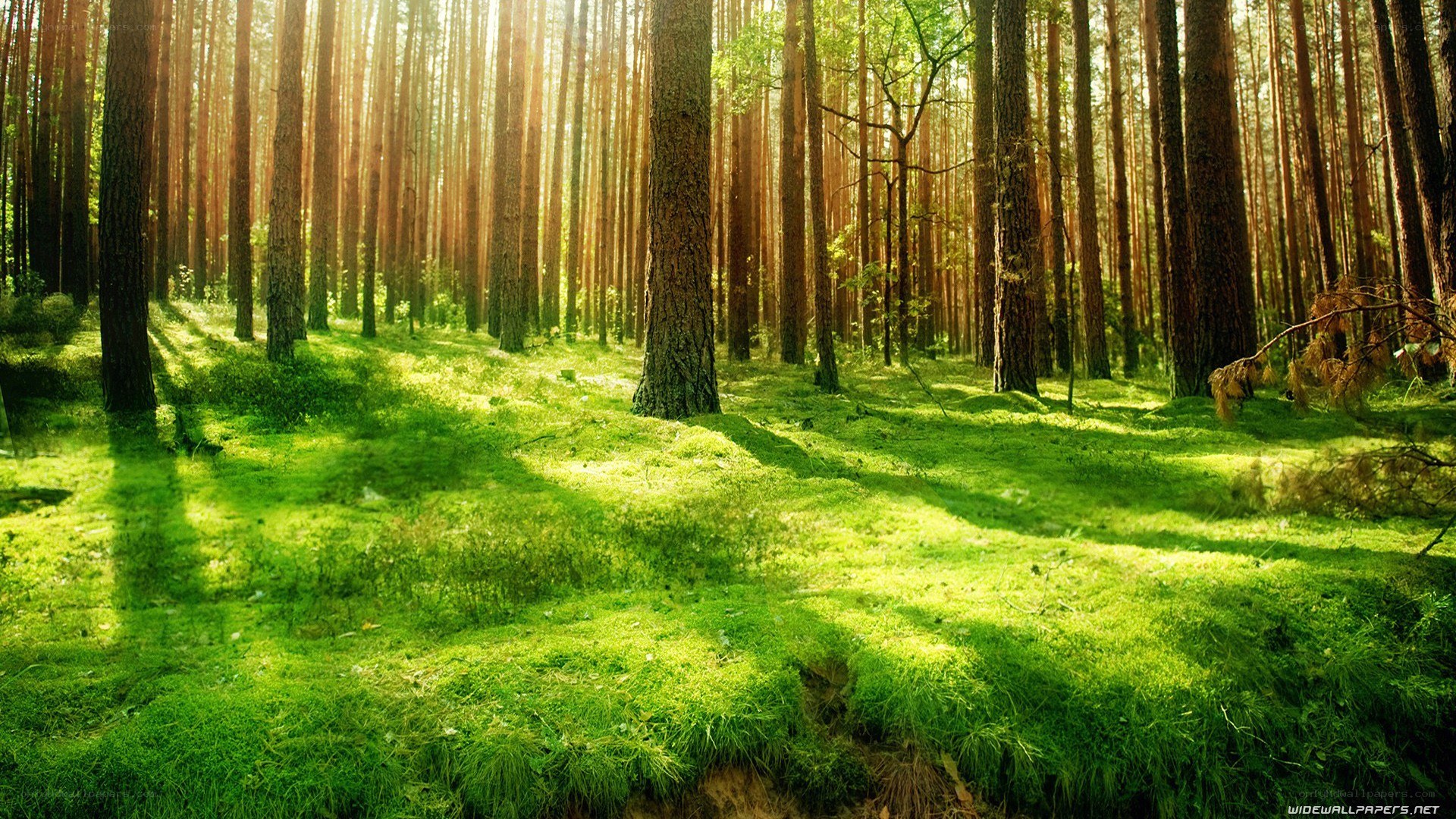 Sunlight through a pine forest